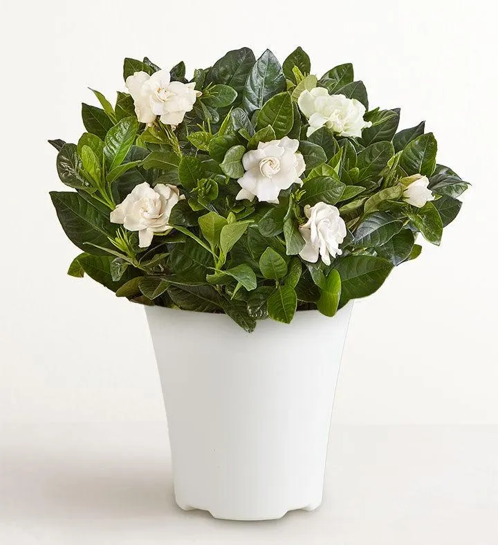 Blooming Gardenia Plant